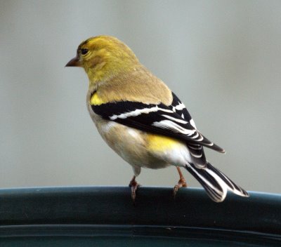 Goldfinch