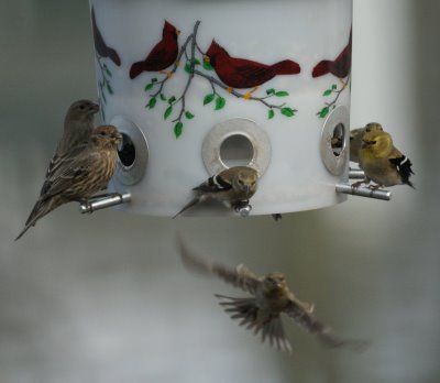 Pine Siskins and Goldfiche