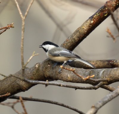 Chickadee