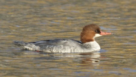 Female Common Mergansers