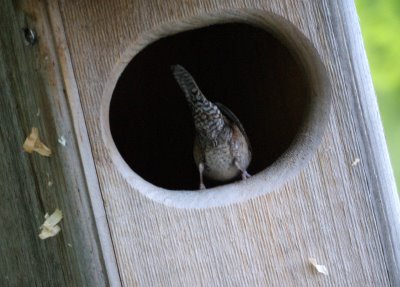 House Wren