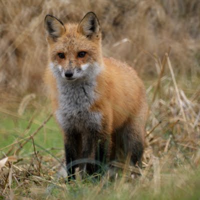 Red Fox 