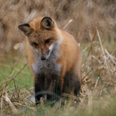 Red Fox 