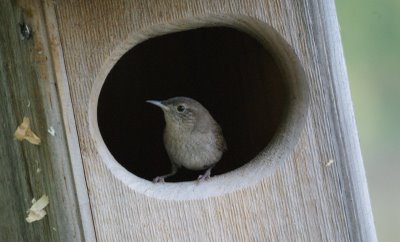 House Wren