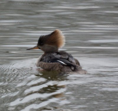 Hooded Merganser