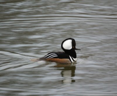 Hooded Merganser