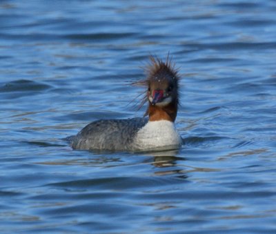 Female Common Merganser