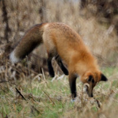 Red Fox 