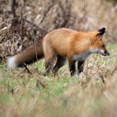 Red Fox 