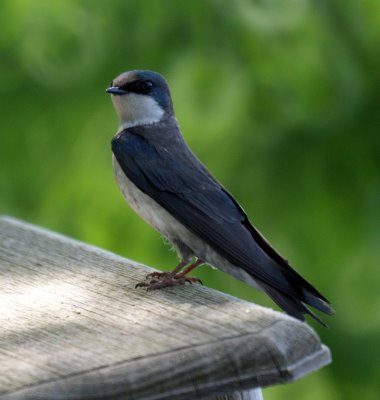 Tree Swallow