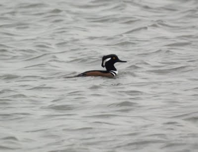 Hooded Merganser