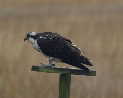 Osprey