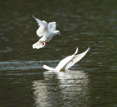 White Doves