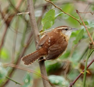 Carolina Wren