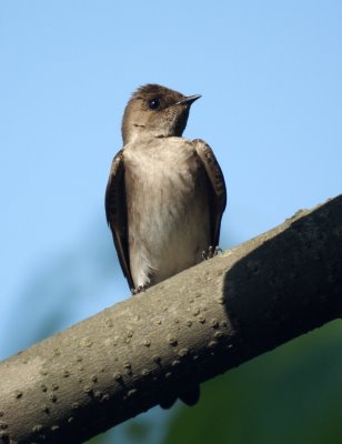 Barn Swallow