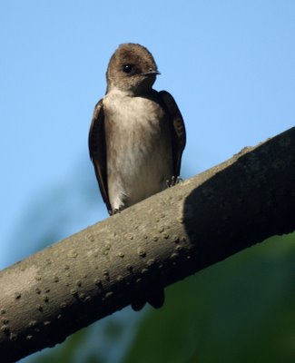 Barn Swallow