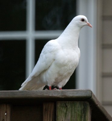 White Doves