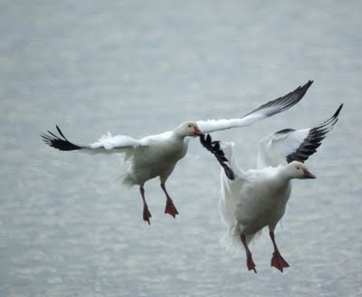 Snow Goose