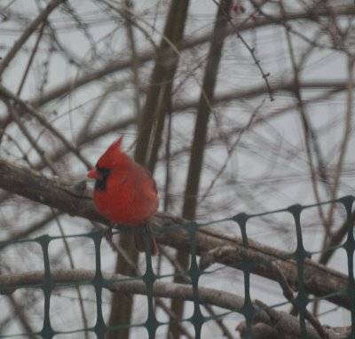 Cardinal