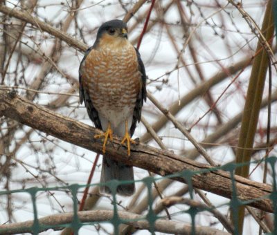 Sharpshined hawk