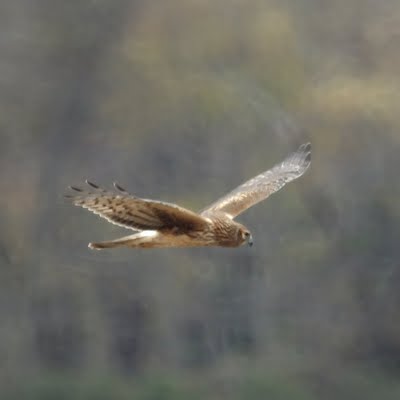 Northern Harrier