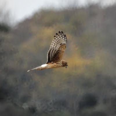 Northern Harrier