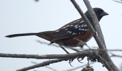 Spotted towhee