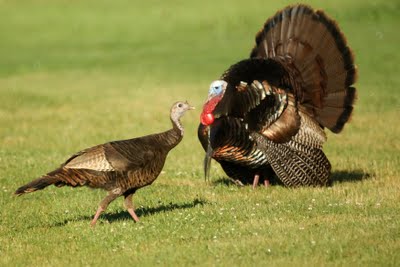 Wild Turkeys