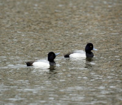 Lesser Scaups