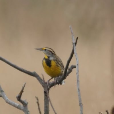 Eastern Meadowlark