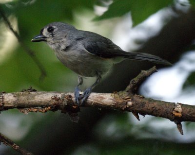 Titmouse