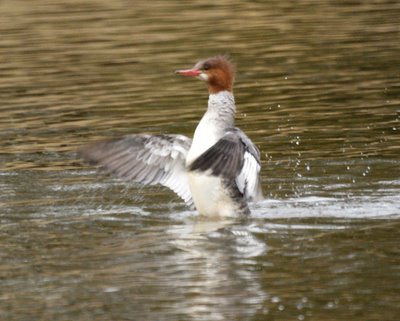 Female Common Merganser