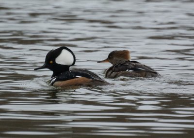 Hooded Mergansers