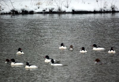 Common Mergansers