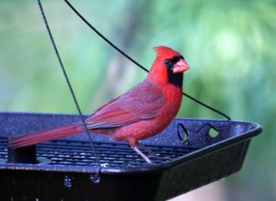 Cardinal