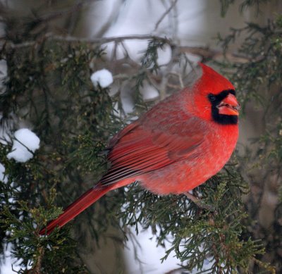 Northern Cardinal