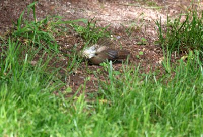 House Wren mating