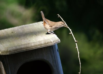 House Wren