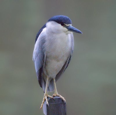 Night Heron