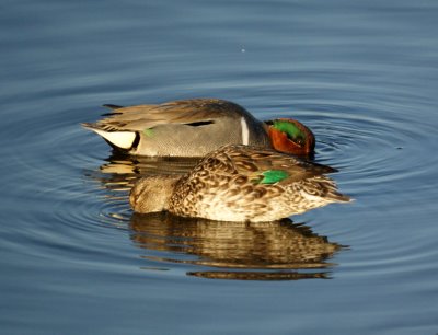 Green Winged Teals