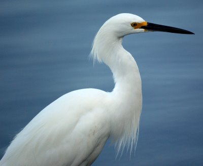 Egret