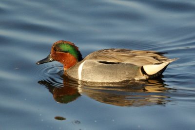 Green Winged Teals