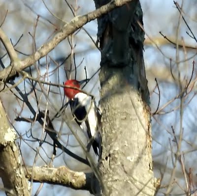 Red-Headed Woodpecker