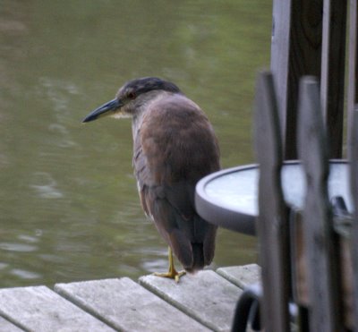 Night Heron