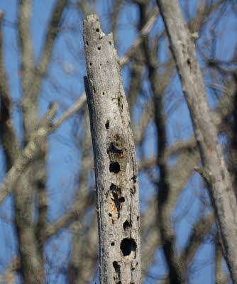 Red-Headed Woodpecker