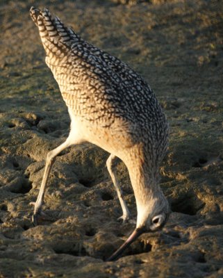 Long-Billed Curlew