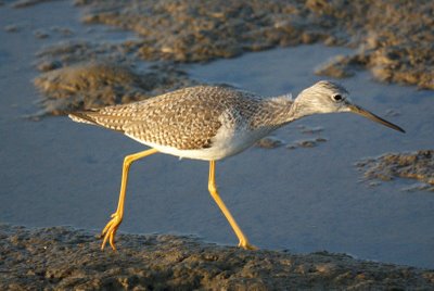 Greater Yellowlegs