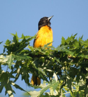 Oriole