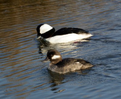 Buffleheads