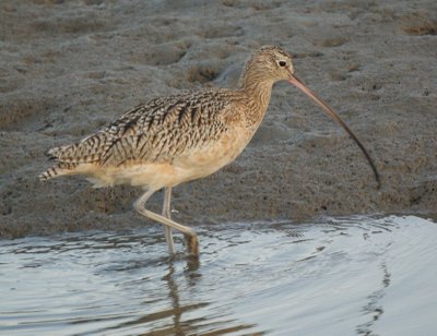 Long-Billed Curlew